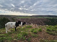 Somerset species benefit from £13-million national recovery investment